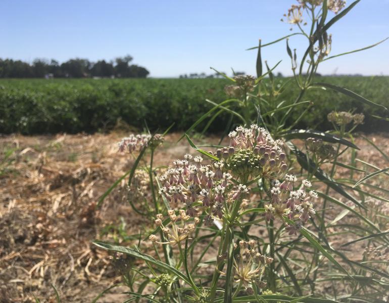 Pale pink flowers of narrow-leaf milkweed growing beside a tomato field in California's Central Valley.