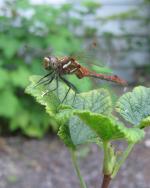 A red dragonfly perches atop a green leaf in a garden. A bit of blurred siding is visible in the background, indicating it is close to a house.
