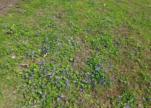 violets blooming in a yard 