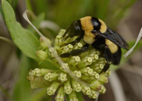 Black and yellow Southern Plains bumble bee on wooly milkweed blooms