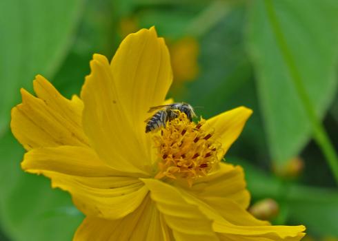 A small, dark-colored bee gathers nectar from the middle of a yellow flower