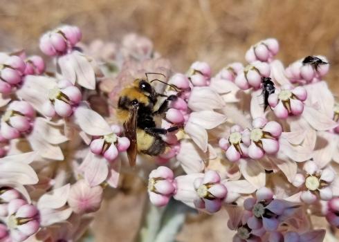 A yellow and black bumble bee drinks nectar from pale pink flowers of milkweed