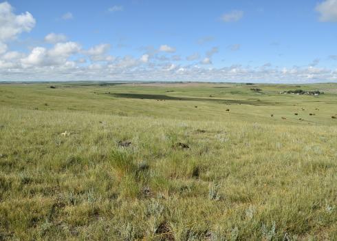 Gently undulating rangeland stretches to the horizon. The silver-grey leaves of plants show between the green grass. In the distance a cluster of farm buildings sit in the shelter of trees. Brown and black cattle graze.