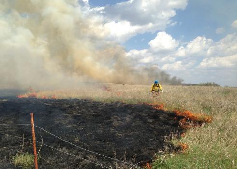An area of grassland has been set on fire on purpose. Brown smoke rises into the blue sky from the orange flames that mark the division between the burned and unburned grassland. The burned area to the left is black, the unburned are to the right is green with tall brown stems. A fire manager wearing yellow cloths and a blue helmet is walking along the line of fire.
