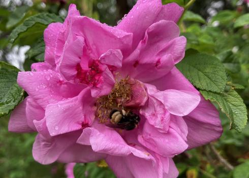 Yellow banded bumble bee on a garden rose on a cranberry farm 
