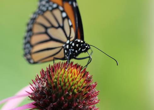 Monarch drinking nectar from purple coneflower 