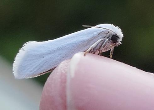 The white colored yucca moth is dwarfed by the person's thumbnail on which it perches