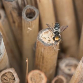 Numerous bamboo tubes stand upright. Some have hollow ends, and some have mud filling the opening. A small bee perches atop one of them.