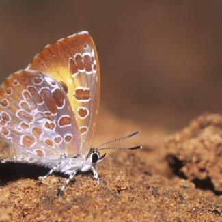 adult harvester butterfly