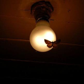 moth and bulb