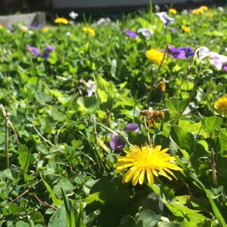 A lawn bursting with violets and dandelions provides color for humans to enjoy and pollen for our bee friends.