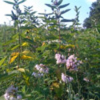upper midwest seed mix