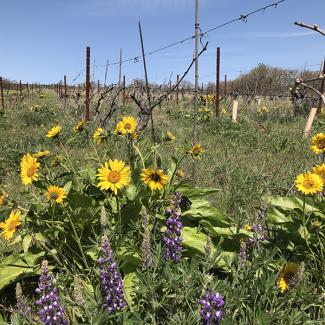 Klickitat Canyon Vineyard - in the foreground are brightly colored blooms of arrowleaf balsamroot and lupine, and in the background are rows of vines.