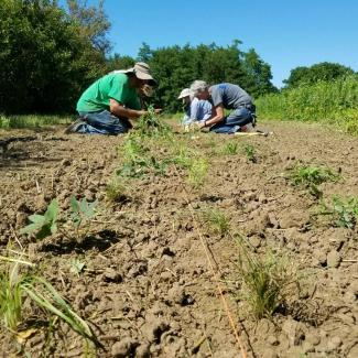 People are crouched, planting native species in a new beetle bank in Iowa.