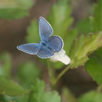 A blue butterfly stands out against a backdrop of green foliage.
