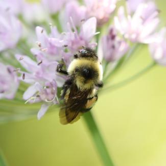 A bumble bee holds on to a group of small pale pink flowers on a single stem.