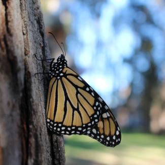 A monarch clings to the trunk of a tree in a dimly-lit landscape.