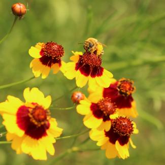 Long-horned bee collecting pollen from a bright yellow and red plains coreopsis.