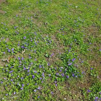 violets blooming in a yard 