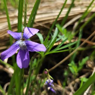 prairie violets that sprouted in restored prairie pocket