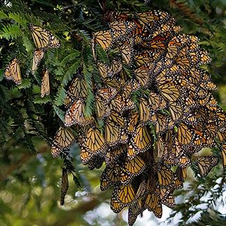 Monarchs clustered together on a branch at an overwintering site