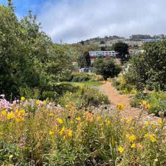 Patch of habitat with view of San Francisco neighborhood