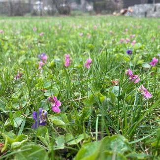 Violets blooming in a grassy lawn