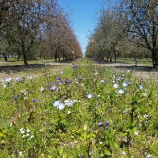 "Blooming pollinator habitat between rows of almond orchards in California"