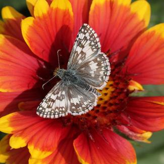 A small brown and white butterfly rests with it's wings open on a brightly colored red and yellow flower