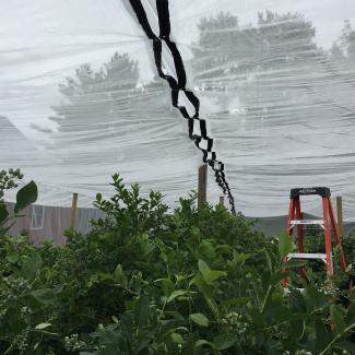A view inside a large cage made of very fine, white-colored netting. The netting is held up by wooden posts and sags between the supports. Through the center of the photo is a black band, where two sheets of netting are being stitched together. The netting is protecting blueberry bushes, which have green leaves.