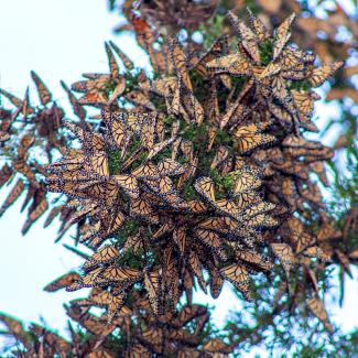 A cluster of overwintering monarchs