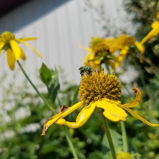 Sweat bee on coneflower in home garden
