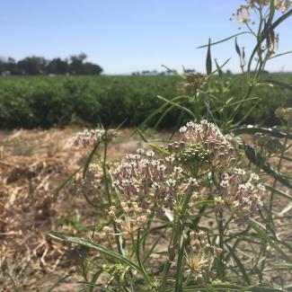 Pale pink flowers of narrow-leaf milkweed growing beside a tomato field in California's Central Valley.