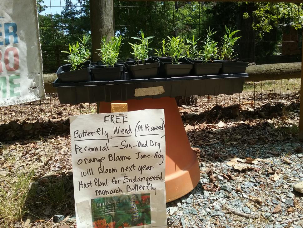 Free native milkweed and nectar plants