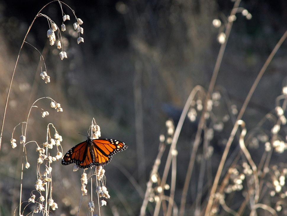 Overwintering monarch on dead plants