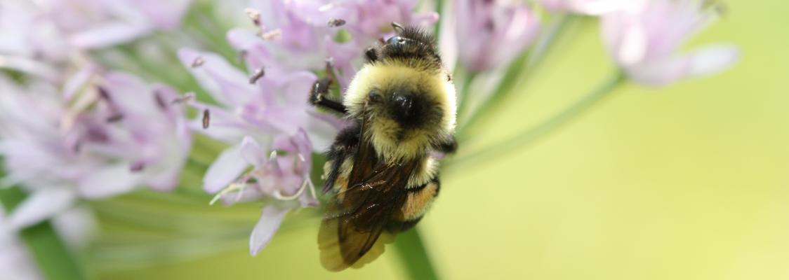 Rusty patched bumble bee (Bombus affinis). (Photo: Xerces Society / Sarina Jepsen)