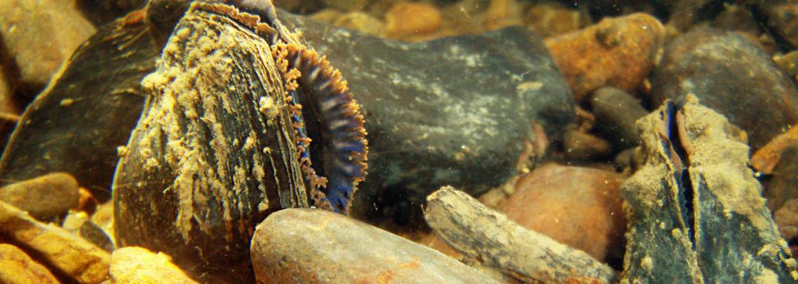A western pearlshell mussel's shell is partially open, revealing blue and orange fringe.