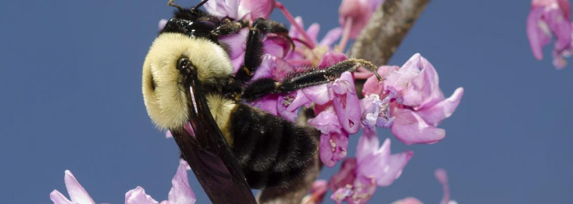 A bumble bee with light-colored shoulders and midsection, that's otherwise black, clings to pink blossoms, which stand out against a clear blue sky.