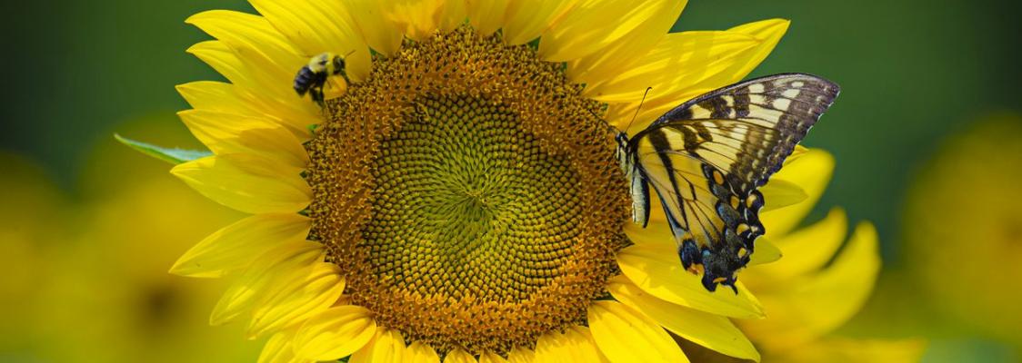 A bright yellow sunflower is visited by a bumble bee on the left, and a big swallowtail butterfly (with yellow, black, and blue markings on its wings) on the right.