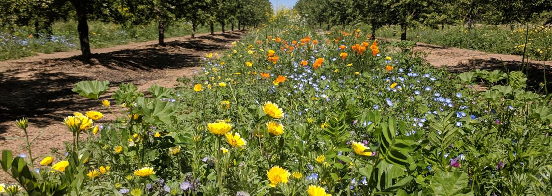 Between neat rows of trees in an orchard is a lush row of vegetation, blooming with many different, brightly-colored flowers.