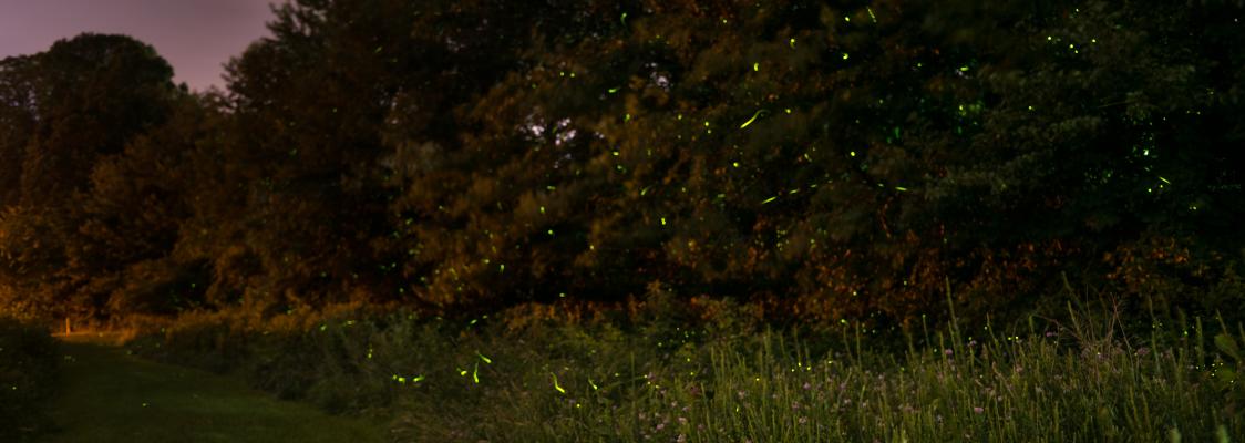 Fireflies above a garden in Maryland, USA