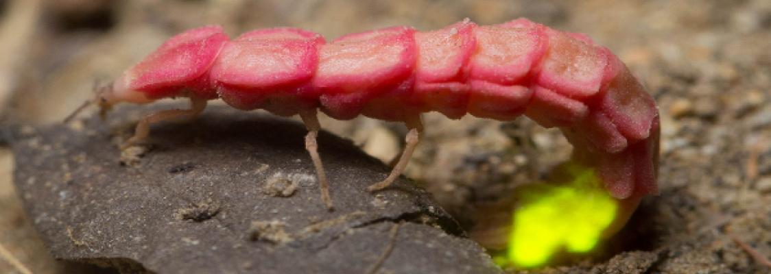 A bright pink, segmented insect with a long body (that looks rather like a gummy worm!) has a tail that has curled slightly under its body. The tip of the tail is glowing brightly, with a yellow-green hue.