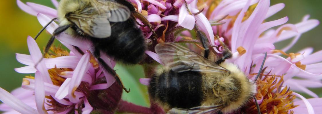 Two large bees with a pale yellow, fuzzy front end and a smoother, black rear collect nectar and pollen on pink, daisy-like flowers.