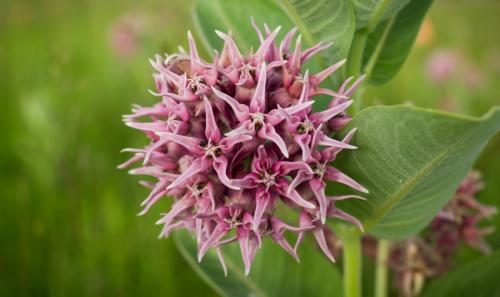 Showy milkweed (Asclepias speciosa) (Photo: Justin Meissen / Flickr Creative Commons 2.0)