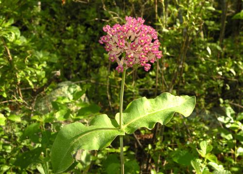 Clasping milkweed (Asclepias amplexicaulis)