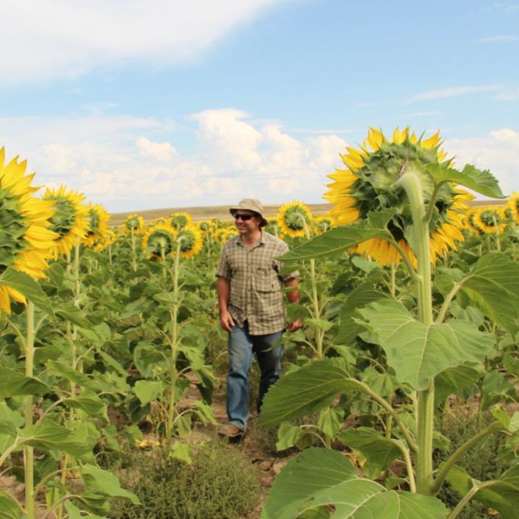 Doug Crabtree in sunflower crop, by Jennifer Hopwood Xerces Society