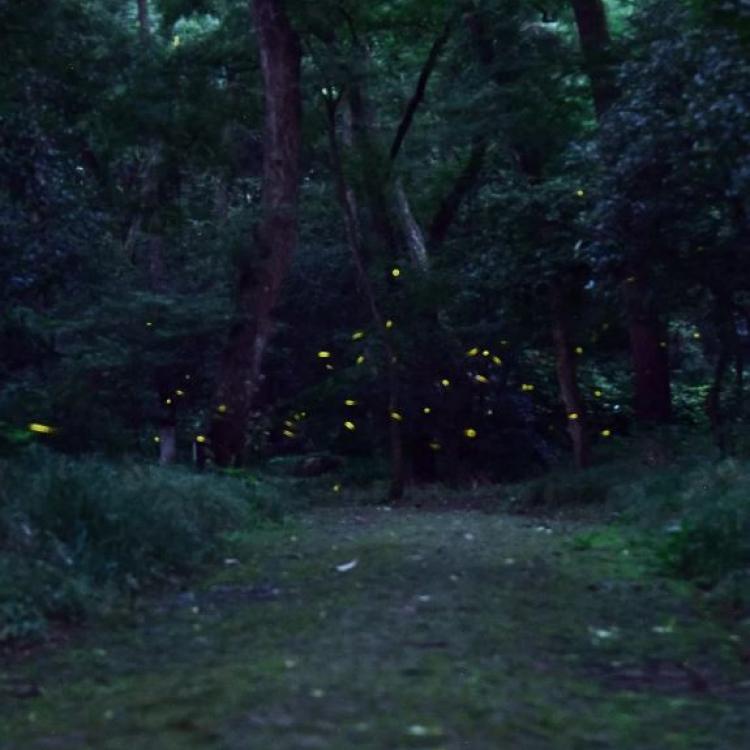 Distant fireflies glow in a forest. Credit: Costfoto/Future Publishing via Getty Images