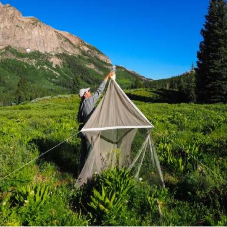 Insect trap Colorado (Dean Krakel, Special to The Colorado Sun)
