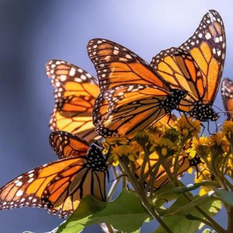 Monarch Butterflies (Getty Images, Hegedus Peter)