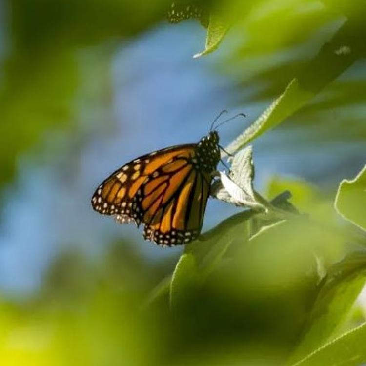 A butterfly sits on a leaf at Monarch Grove Sanctuary in Pacific Grove, Calif., on Nov. 10, 2021. (AP Photo/Nic Coury, File)